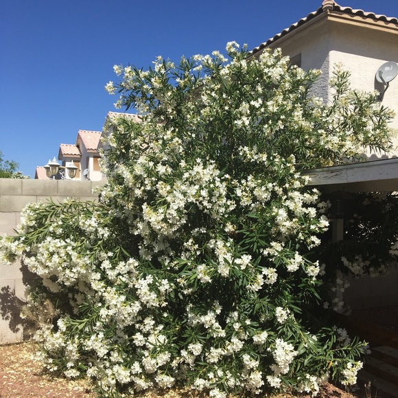 Meet your Posher, Genet - Picture 1 of 1